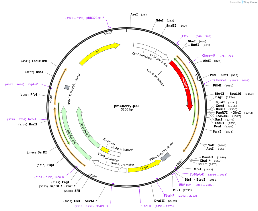 108224-plasmid-map-sequence-id-207769