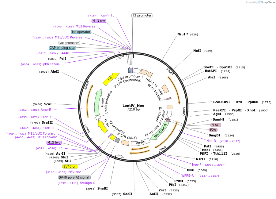 108101-plasmid-map-sequence-id-207837