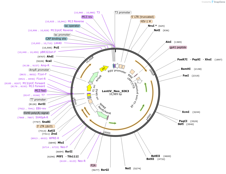 108103-plasmid-map-sequence-id-207838