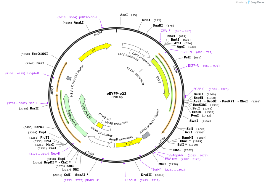 108225-plasmid-map-sequence-id-207843