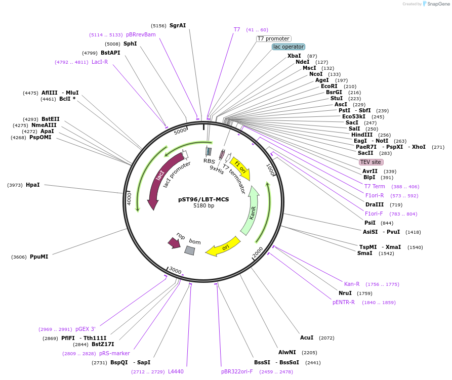 108227-plasmid-map-sequence-id-207847