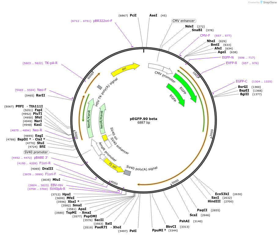 108221-plasmid-map-sequence-id-207848