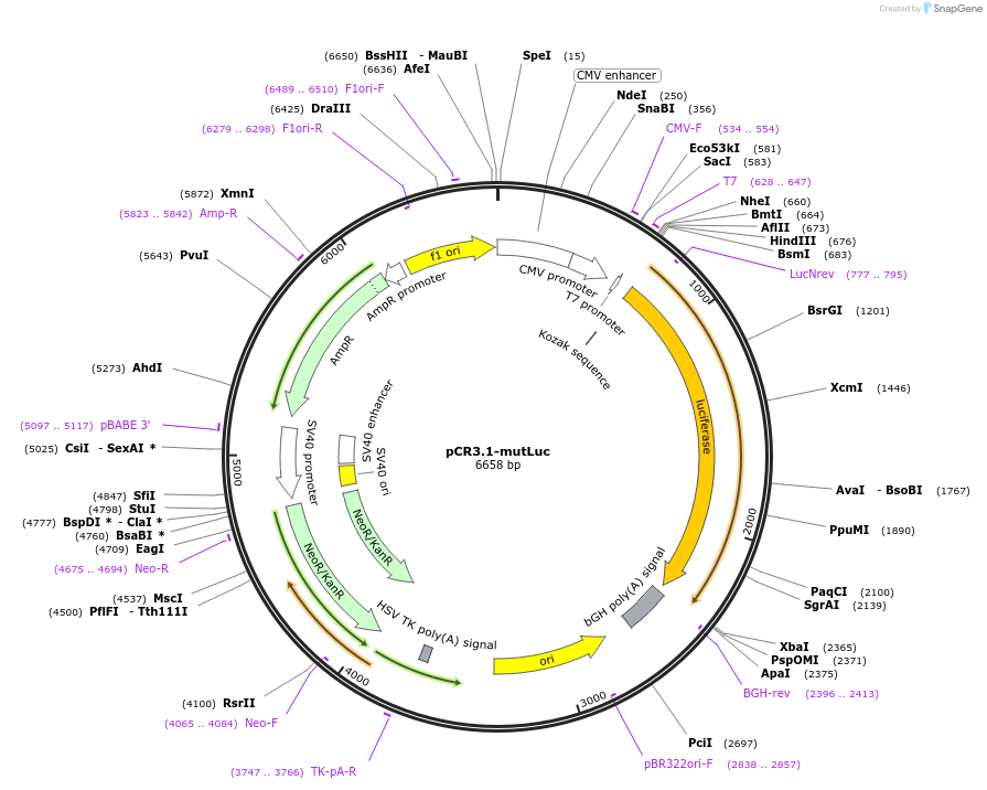 106458-plasmid-map-sequence-id-207856