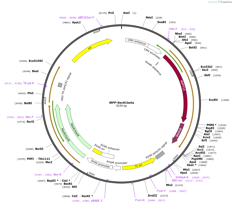 108125-plasmid-map-sequence-id-207873