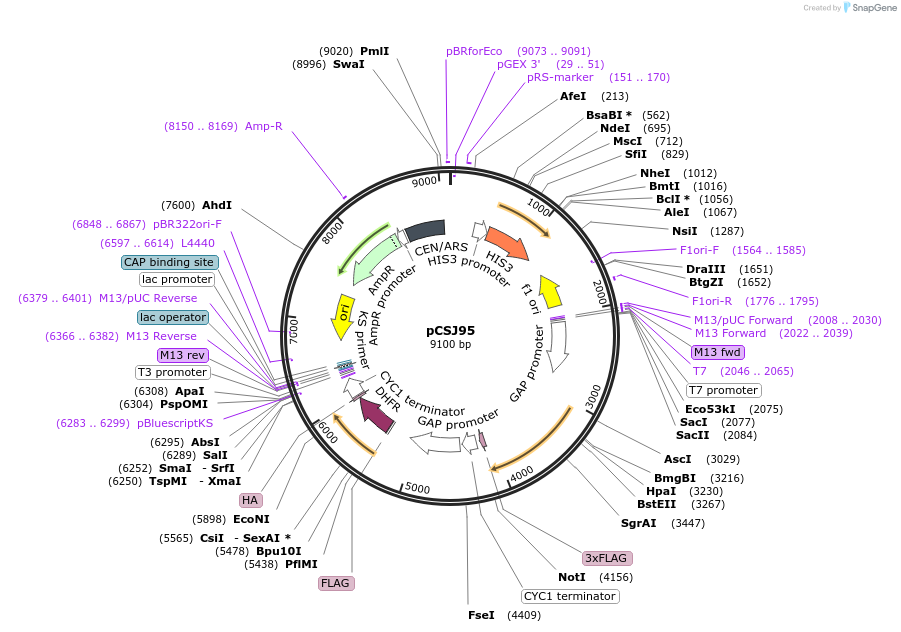 104343-plasmid-map-sequence-id-207885