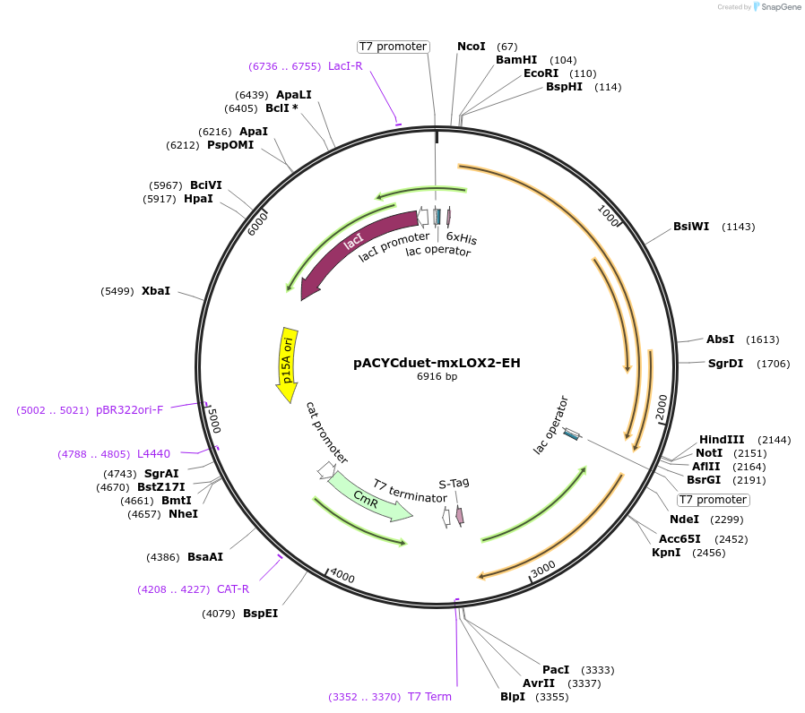 104979-plasmid-map-sequence-id-207891