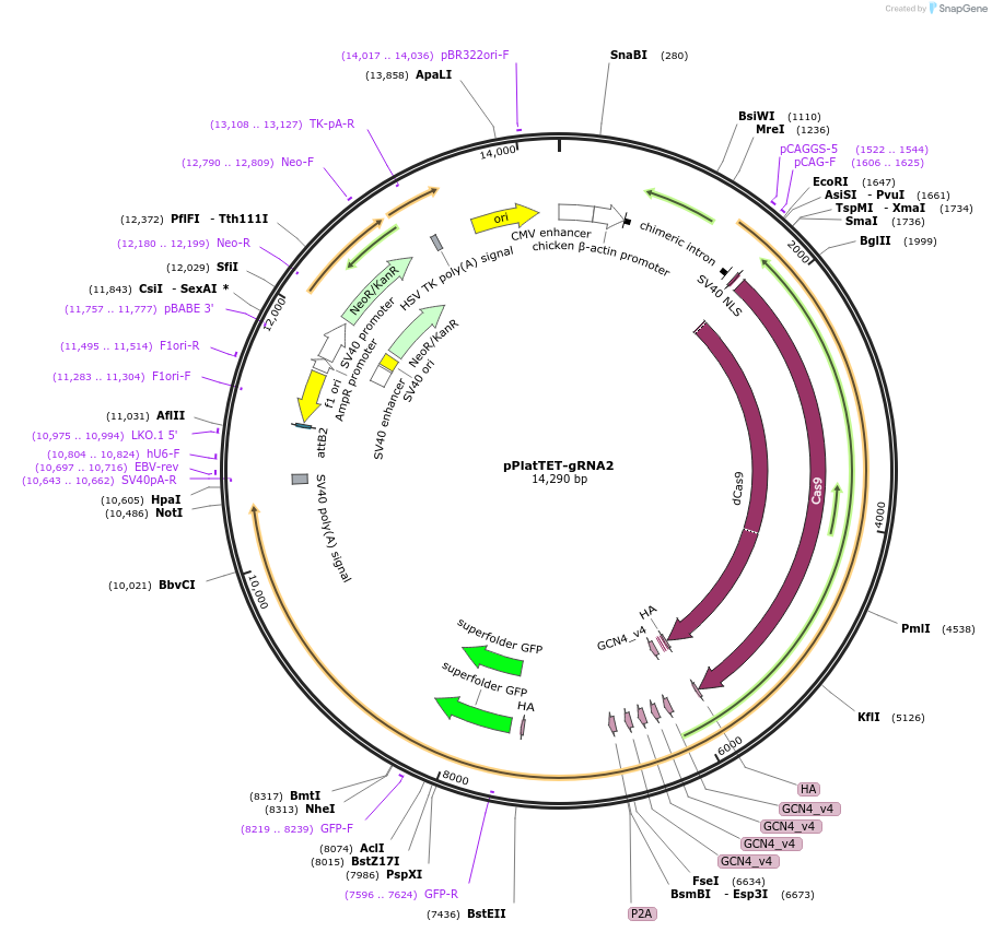 82559-plasmid-map-sequence-id-207901