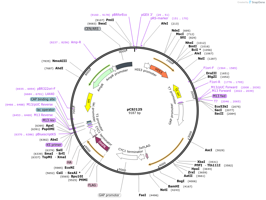 104344-plasmid-map-sequence-id-207905