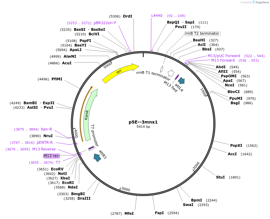 74632-plasmid-map-sequence-id-207910