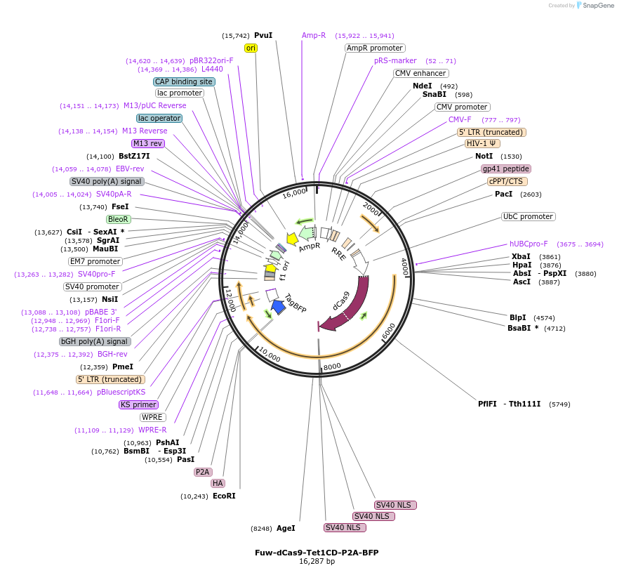 108245-plasmid-map-sequence-id-207911