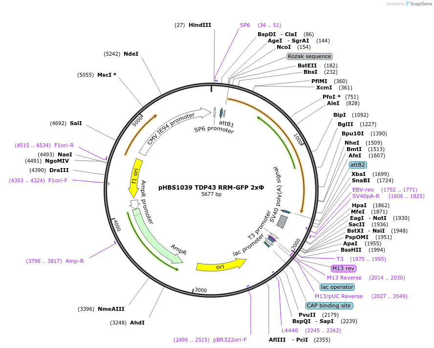 107806-plasmid-map-sequence-id-207920