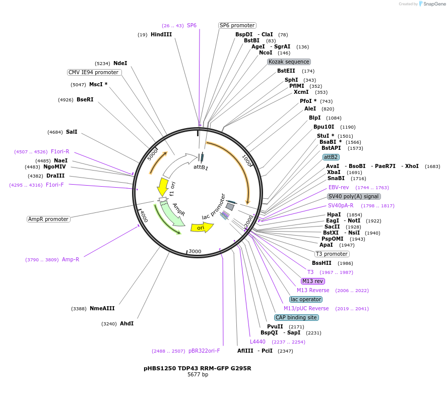 107819-plasmid-map-sequence-id-207932