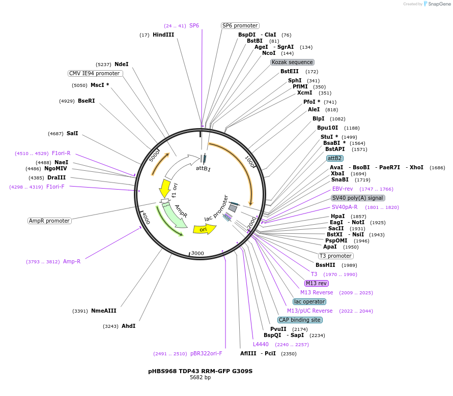 107824-plasmid-map-sequence-id-207949