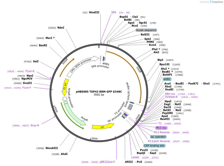 107832-plasmid-map-sequence-id-207970