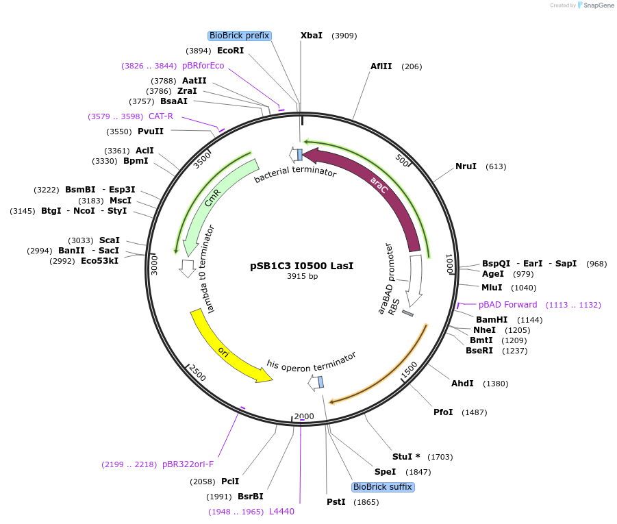 107966-plasmid-map-sequence-id-207979