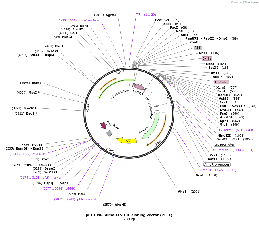 29711-plasmid-map-sequence-id-207981