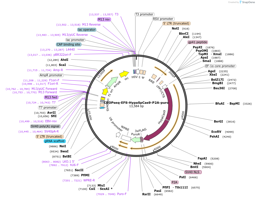 106965-plasmid-map-sequence-id-207982