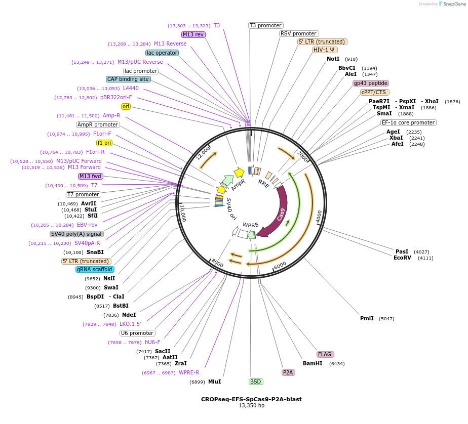 106477-plasmid-map-sequence-id-207983