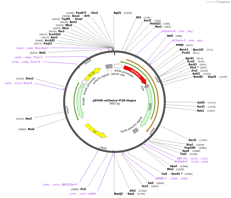 106478-plasmid-map-sequence-id-207986