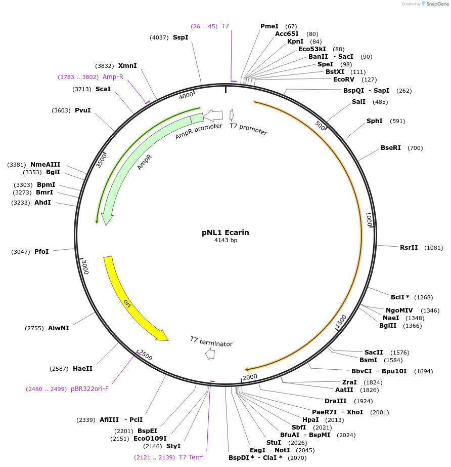106289-plasmid-map-sequence-id-207988
