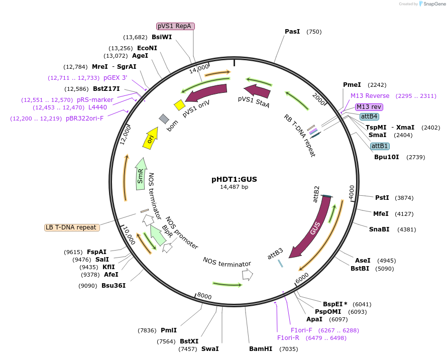 108441-plasmid-map-sequence-id-207995