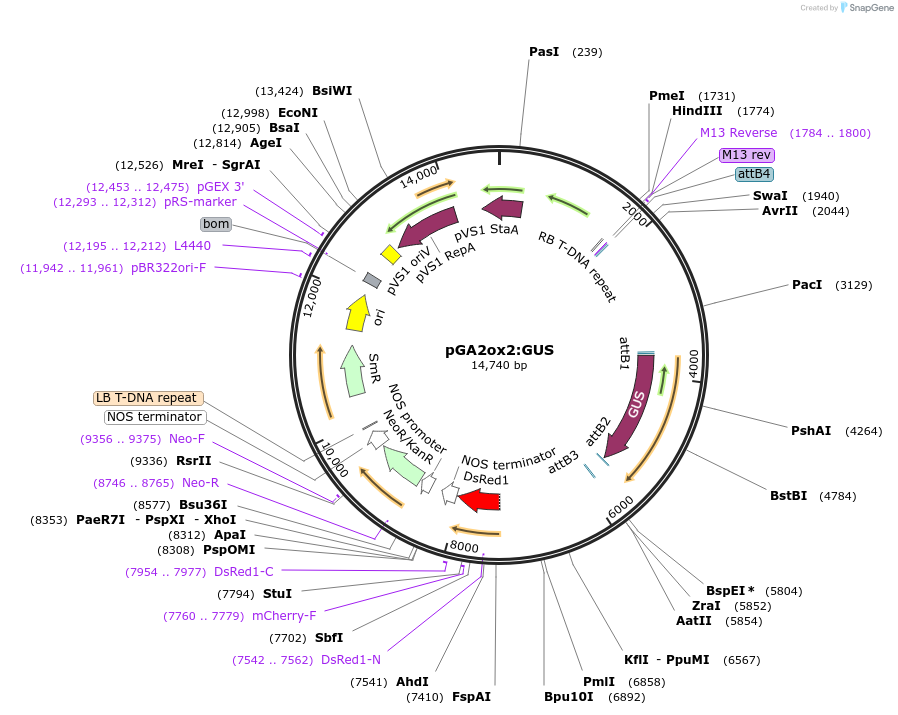 108564-plasmid-map-sequence-id-207997