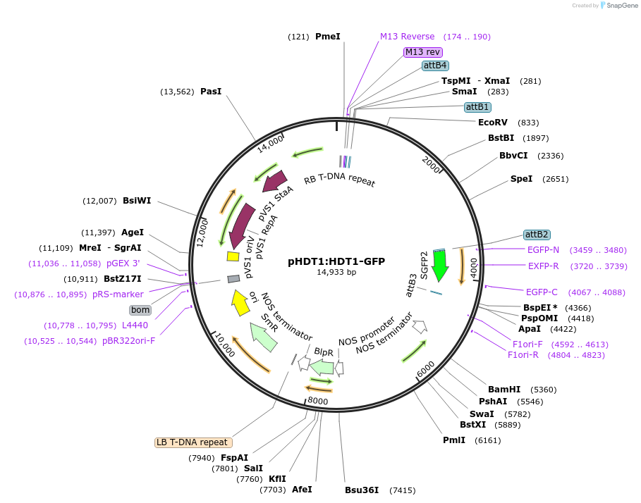 108565-plasmid-map-sequence-id-207998