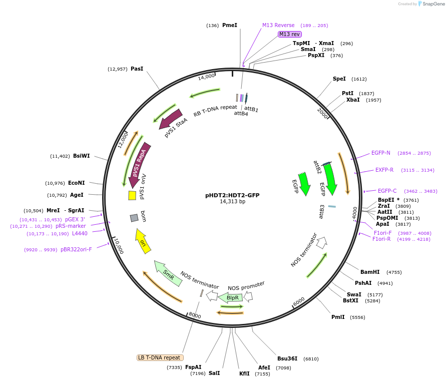 108566-plasmid-map-sequence-id-207999