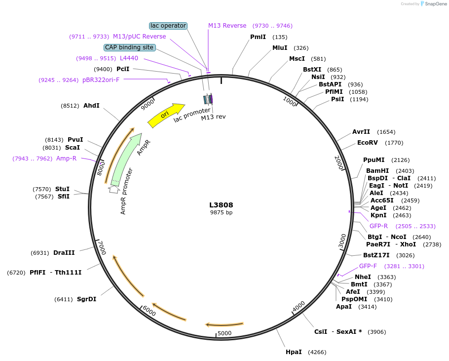 1598-plasmid-map-sequence-id-208