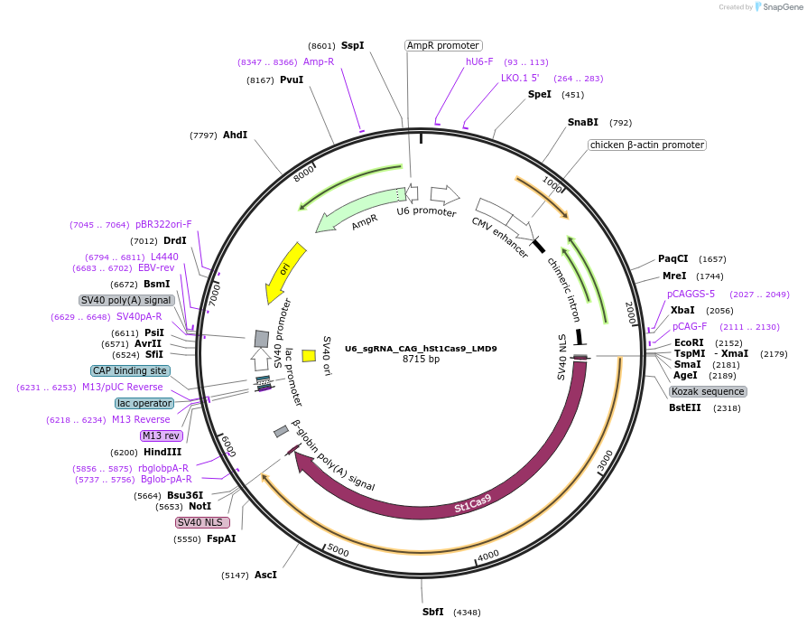 110626-plasmid-map-sequence-id-208002