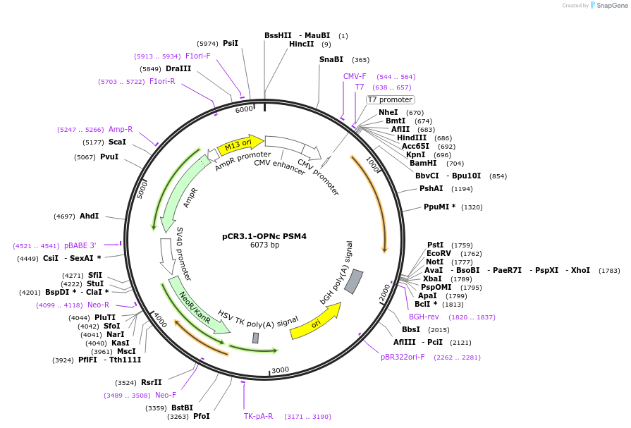 106329-plasmid-map-sequence-id-208042