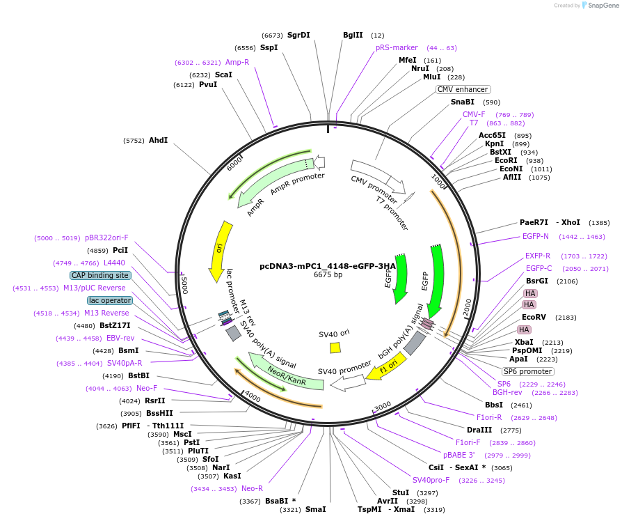 108396-plasmid-map-sequence-id-208087