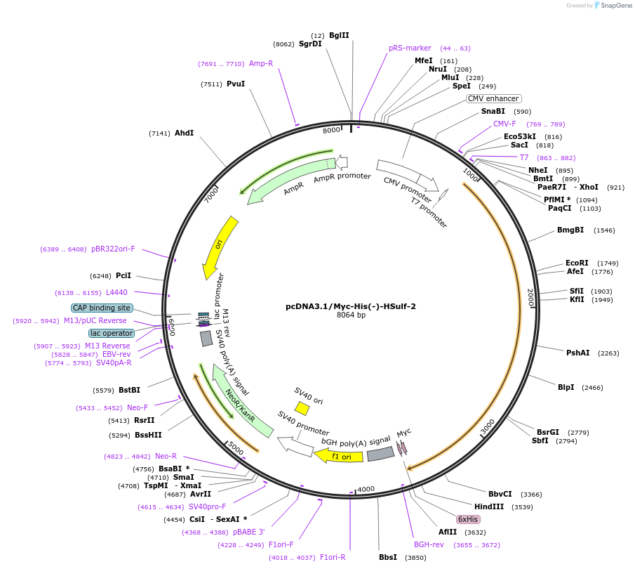13004-plasmid-map-sequence-id-208115