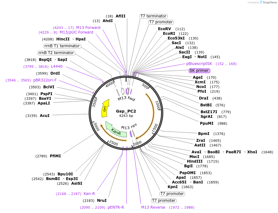 107617-plasmid-map-sequence-id-208121