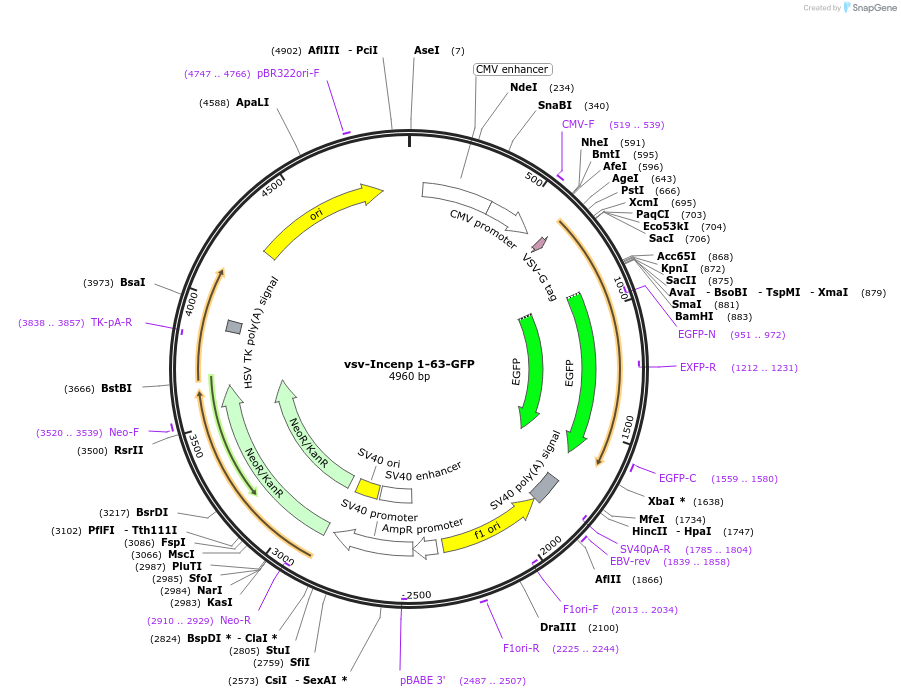 108509-plasmid-map-sequence-id-208128