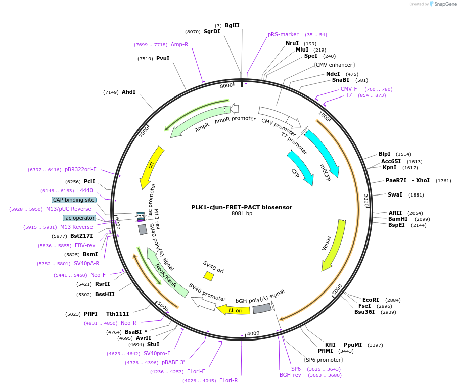 106907-plasmid-map-sequence-id-208145