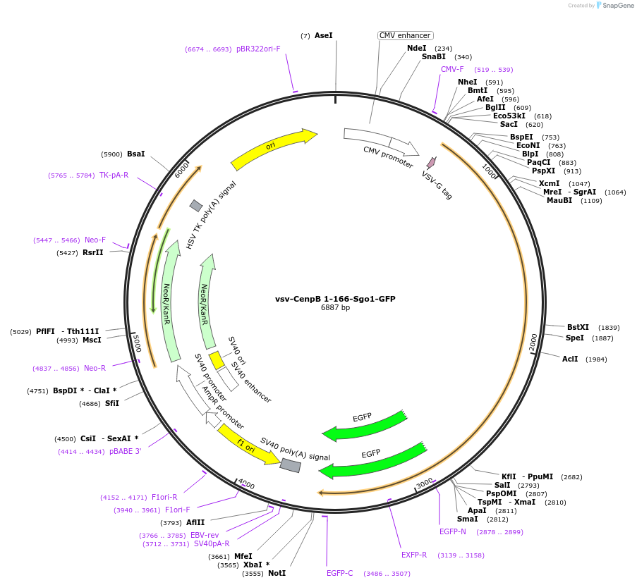 108495-plasmid-map-sequence-id-208150