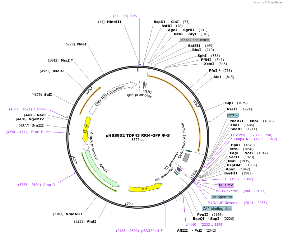 107798-plasmid-map-sequence-id-208169
