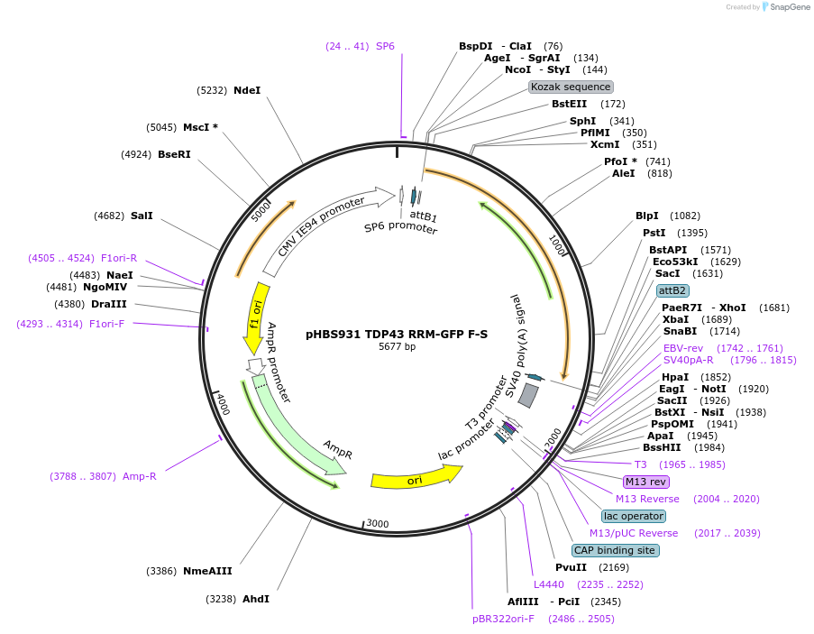 107799-plasmid-map-sequence-id-208171