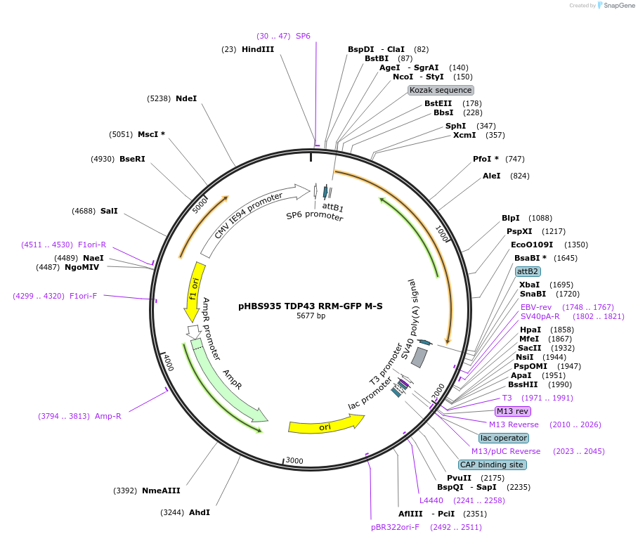107800-plasmid-map-sequence-id-208175