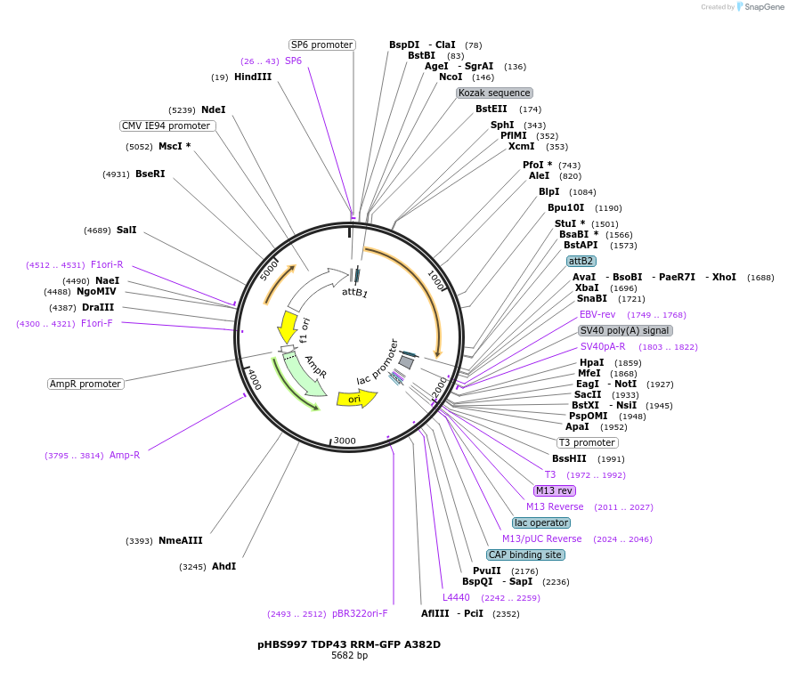 107815-plasmid-map-sequence-id-208180