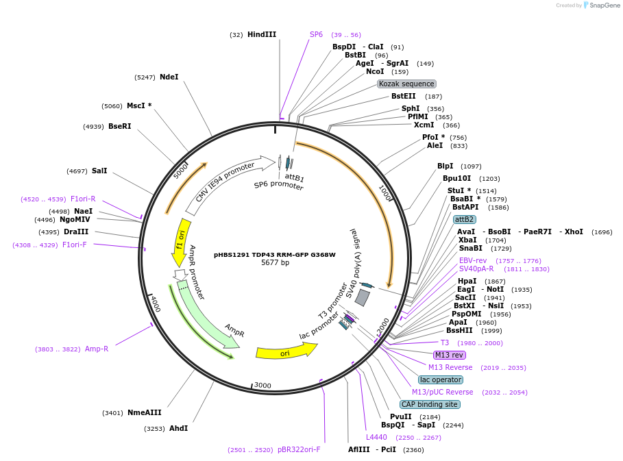 107837-plasmid-map-sequence-id-208188