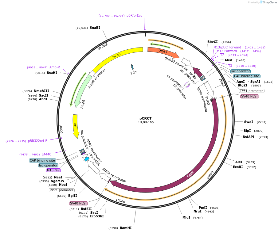 60621-plasmid-map-sequence-id-208224