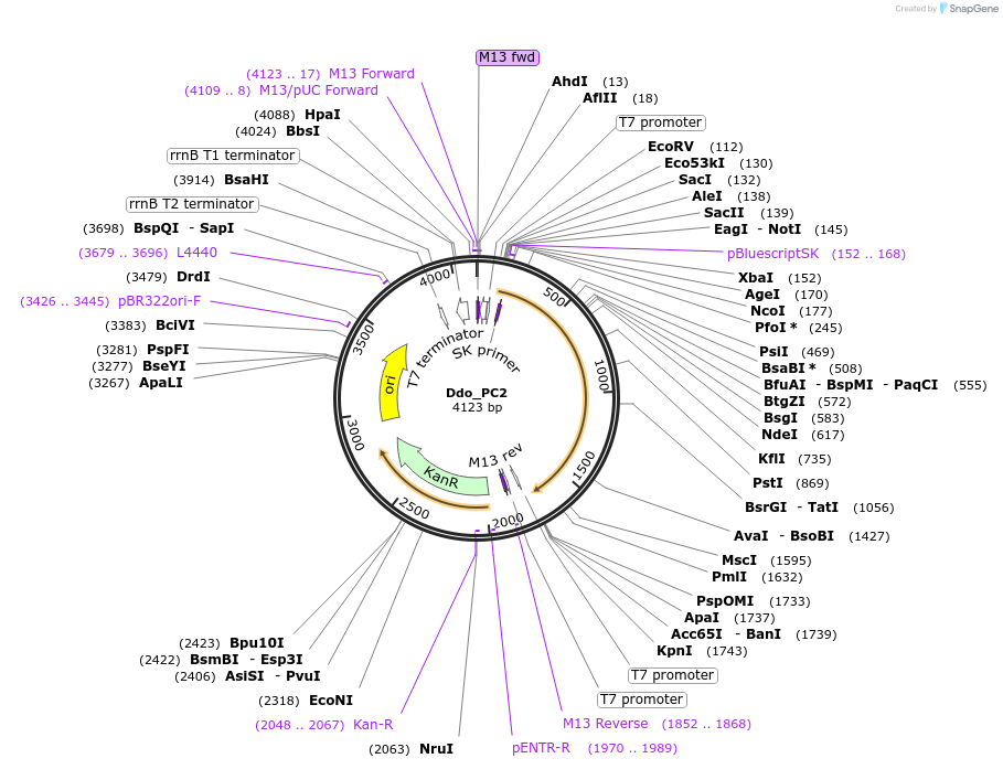 107629-plasmid-map-sequence-id-208225