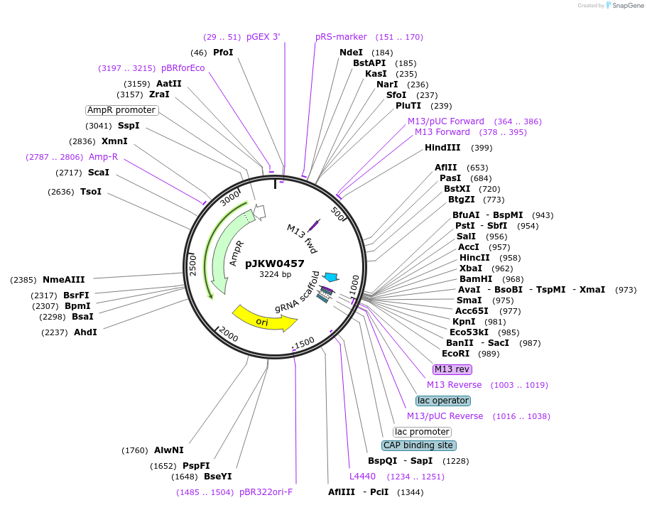 107586-plasmid-map-sequence-id-208233