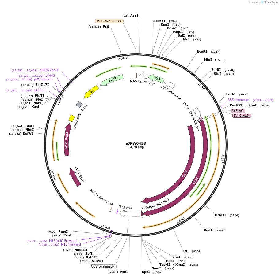 107587-plasmid-map-sequence-id-208234