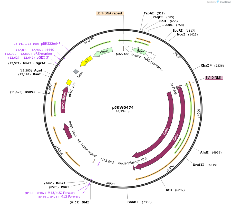 107588-plasmid-map-sequence-id-208235
