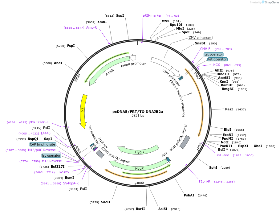 19469-plasmid-map-sequence-id-208236