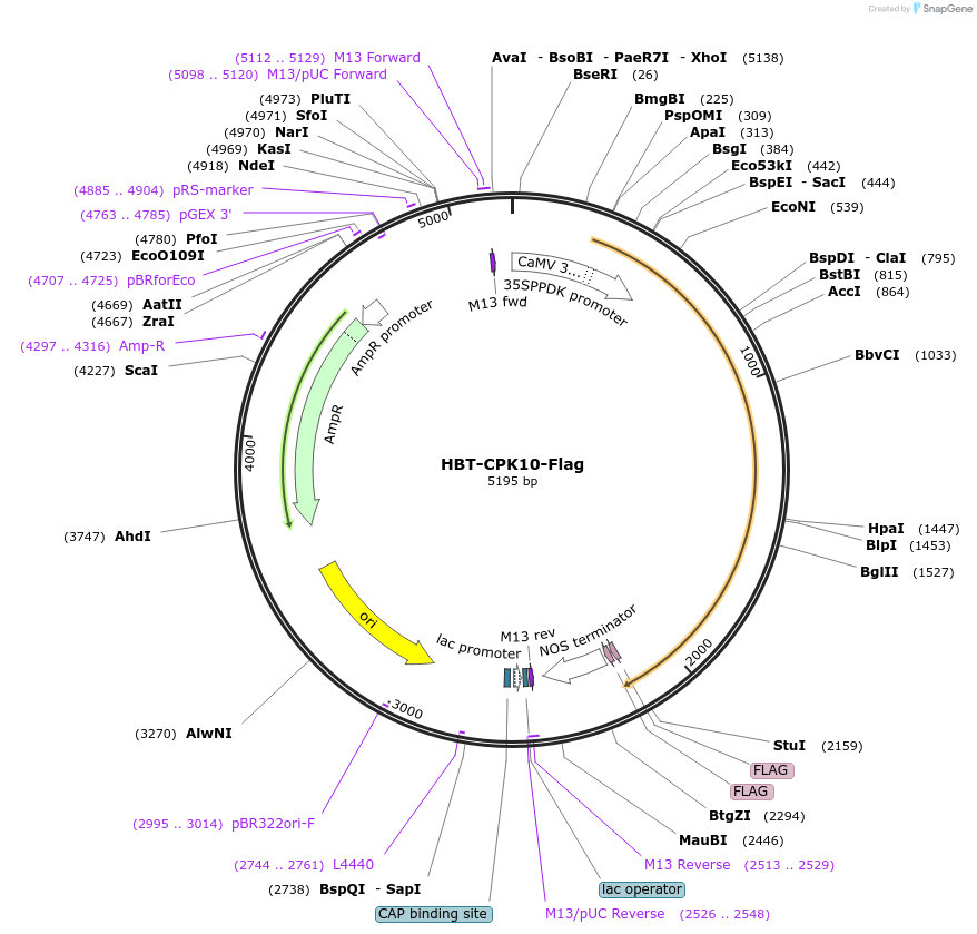 107428-plasmid-map-sequence-id-208271