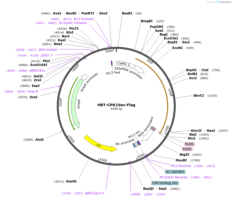 107427-plasmid-map-sequence-id-208273
